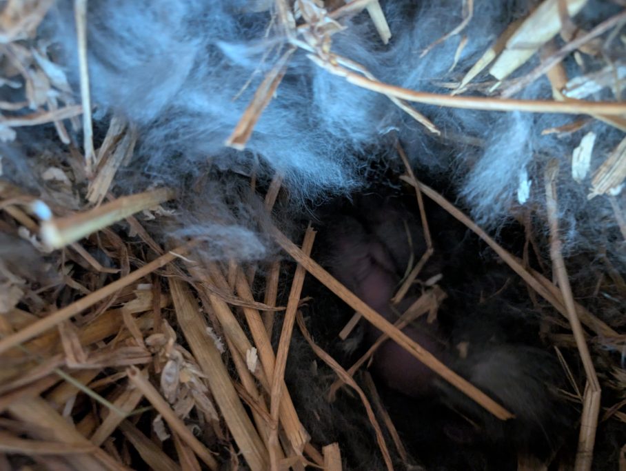 Die 7 kuscheln sich eng aneinander :-)
