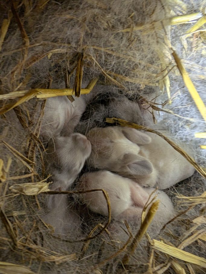 Nach einer Woche sieht es so aus im Nest.